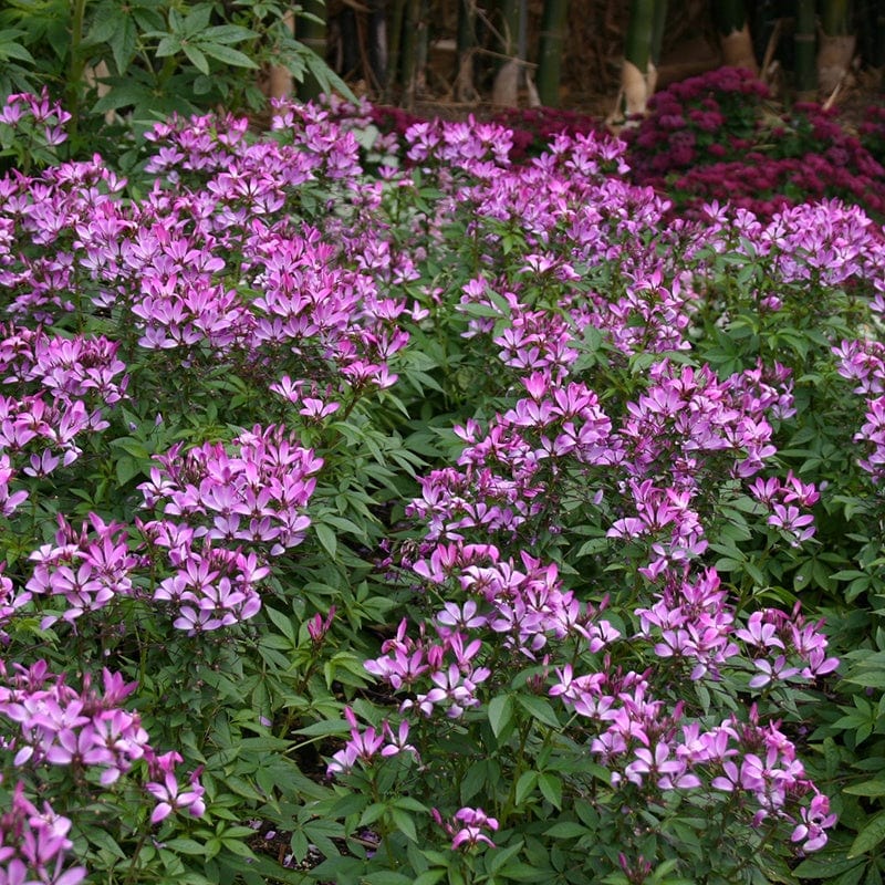 Cleome Senorita Flower Plant Collection