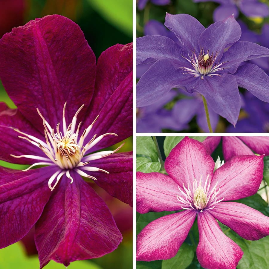 Clematis Large Flowered Collection 3 x Plants
