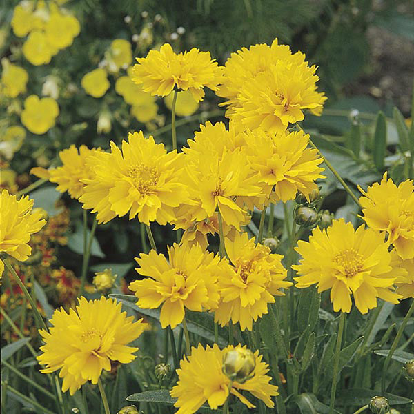 Coreopsis Early Sunrise Plants