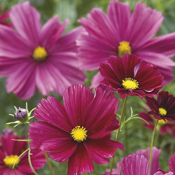 Cosmos Rubenza Plants