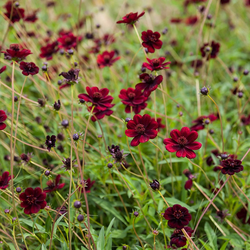 Field of dark red flowers with green foliage