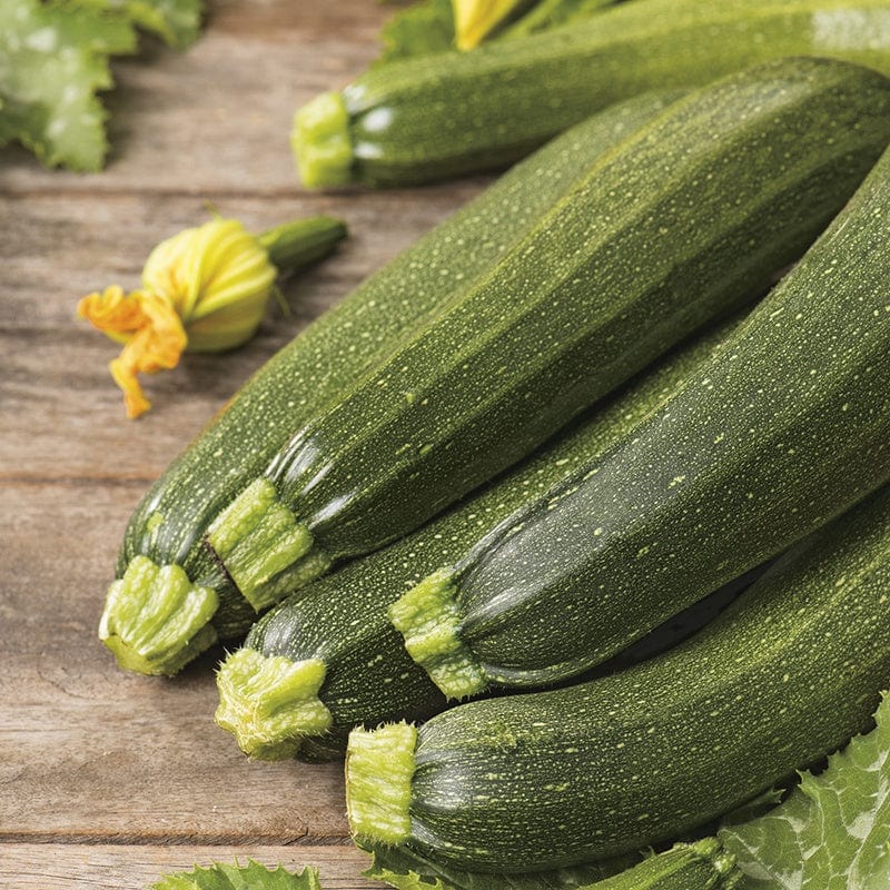 RHS Courgette Defender F1 Seeds