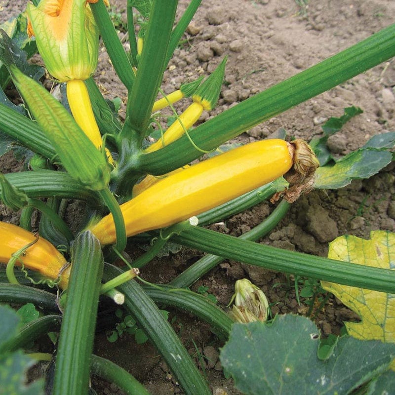 Courgette Atena Polka F1 Veg Plants