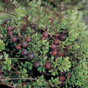 Cranberry Pilgrim