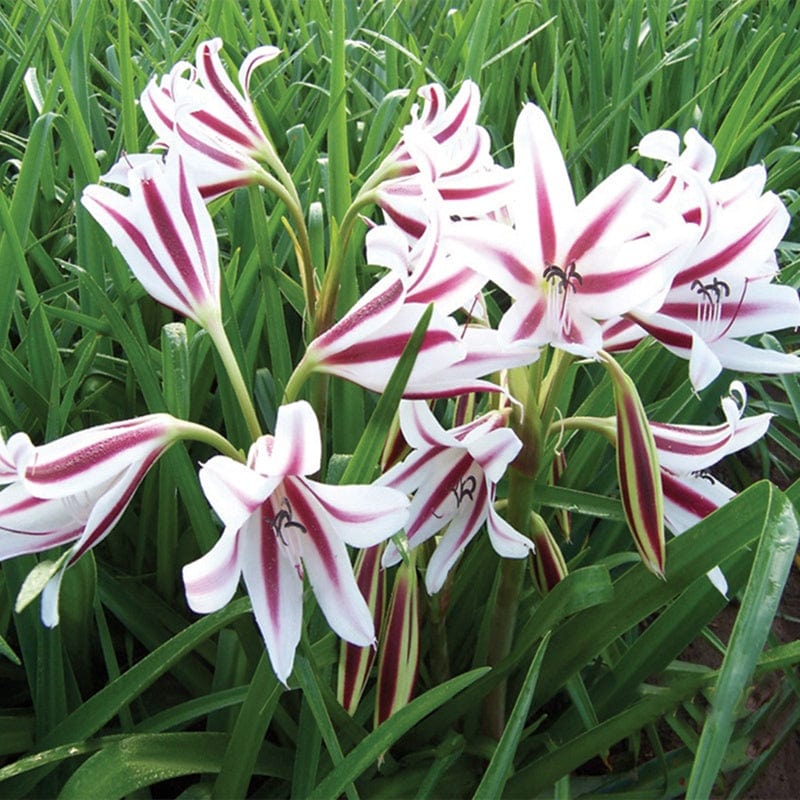 Crinum Cintho Alpha Flower Bulbs