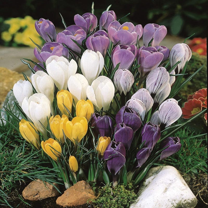 Crocus Bulb Collection