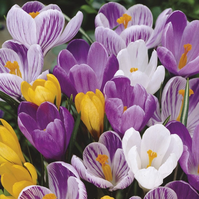 Crocus Large Flowered Bulbs