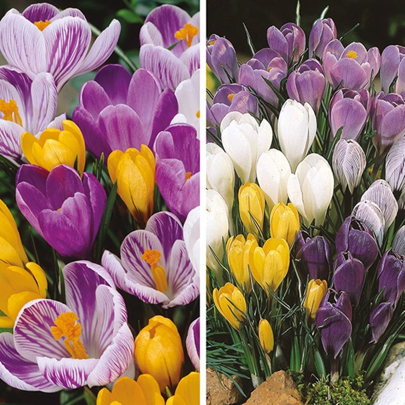 Crocus Bulb Collection