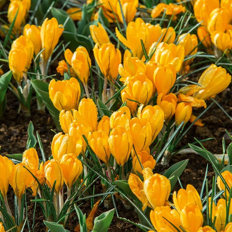 Crocus Yellow Bulbs