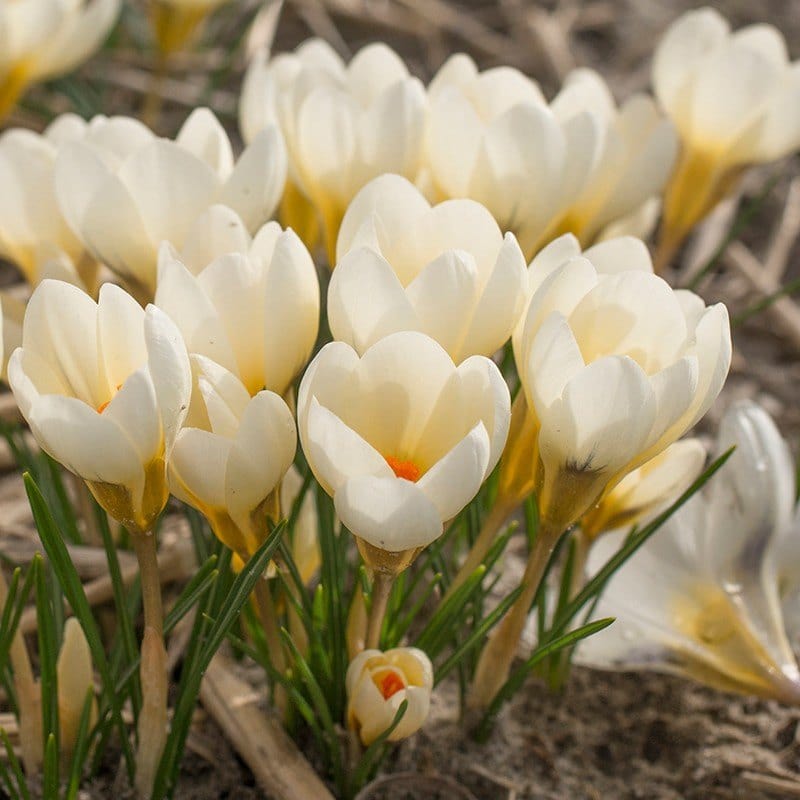 Crocus chrysanthus Cream Beauty Flower Bulbs