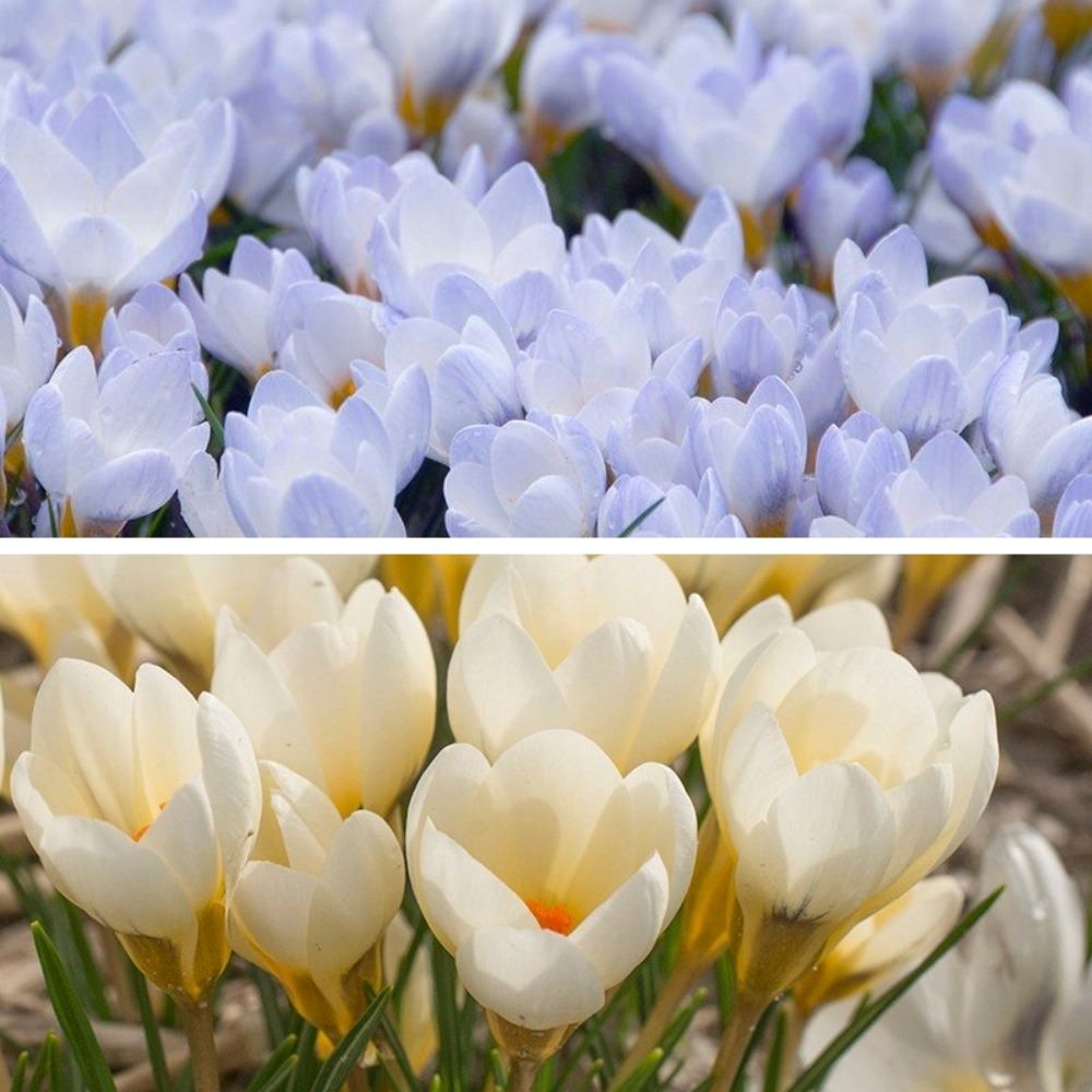 Crocus Bulb Collection