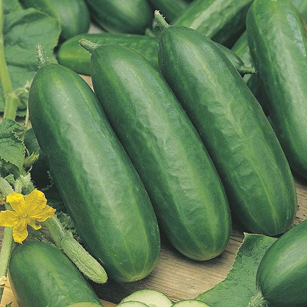 Cucumber Socrates F1 (Indoor) AGM Plants