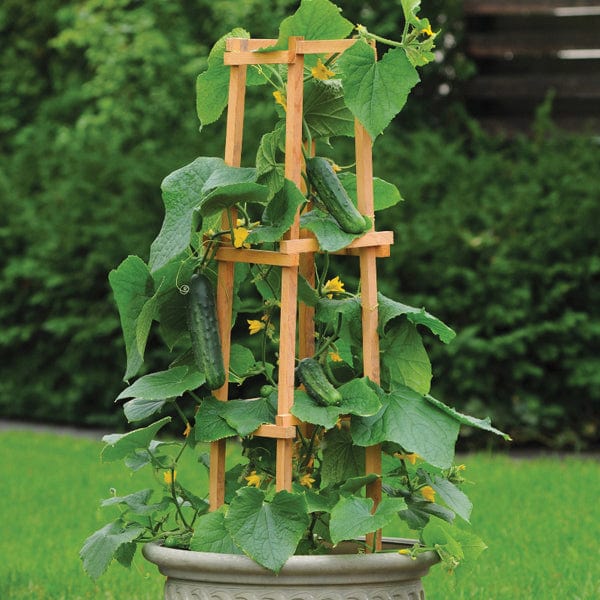 Cucumber Patio Snacker F1 (Outdoor or Indoor) Veg Plants