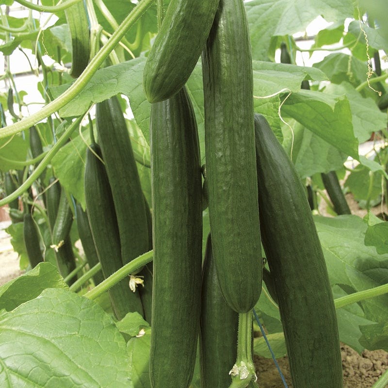 3 x 9cm Potted Plants (EARLY) Cucumber Bella F1 Grafted Plants