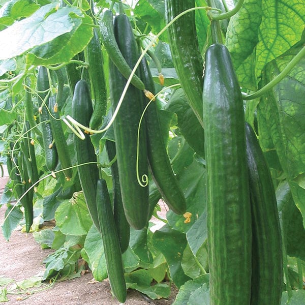 Cucumber Carmen F1 AGM (Indoor) Veg Plants