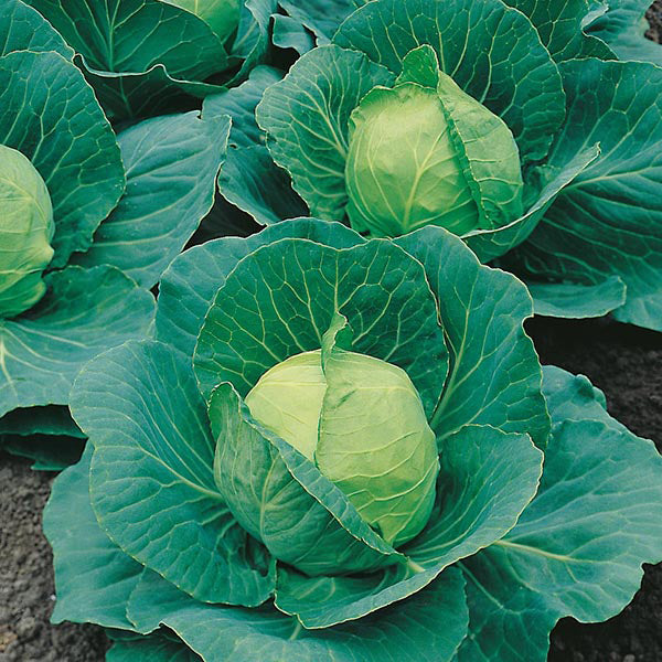 Cabbage Golden Acre / Primo II