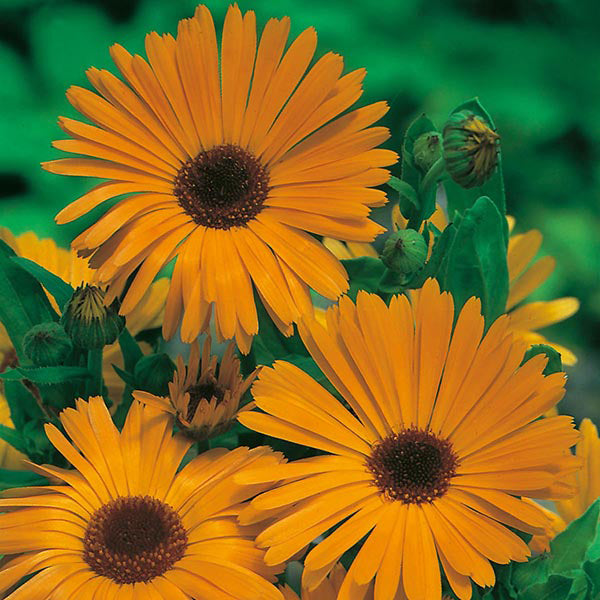 Close-up of bright yellow flowers with green leaves on a blurred green background