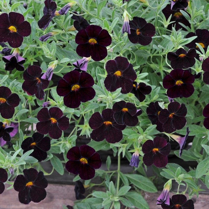 Calibrachoa Black Cherry