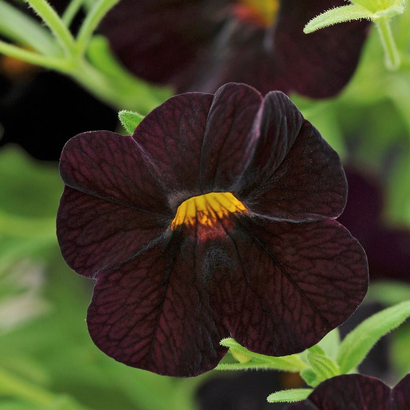 Calibrachoa Single Black Cherry Flower Plants