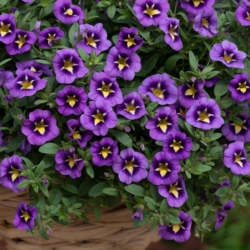 Calibrachoa Single Bumble Bee Blue Flower Plants