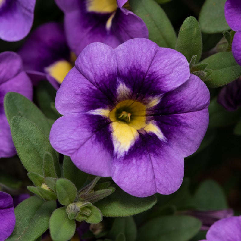 Calibrachoa Single Bumble Bee Blue Flower Plants
