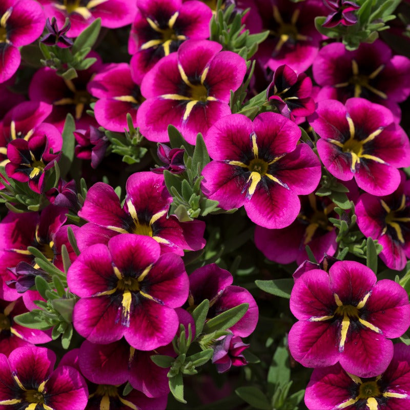 Calibrachoa Single Goodnight Kiss Flower Plants