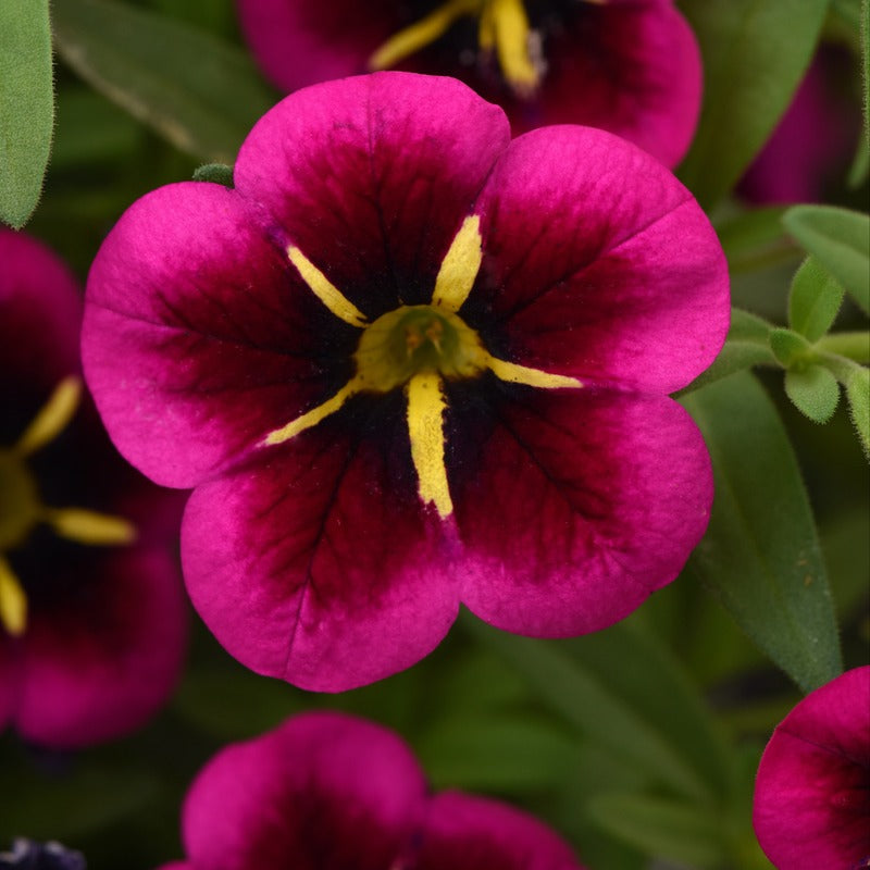Calibrachoa Single Goodnight Kiss Flower Plants