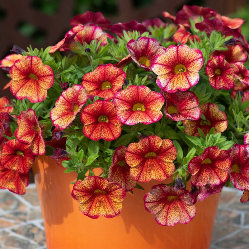 Calibrachoa Single Orientale Flower Plants