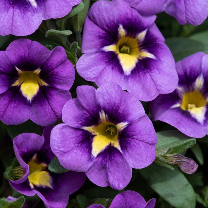 5 Young Plant Calibrachoa Bumble Bee Blue