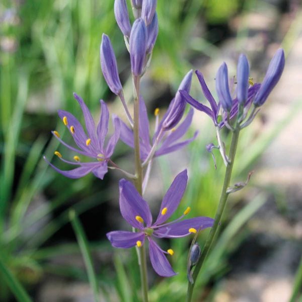 Camassia Quamash Flower Bulbs