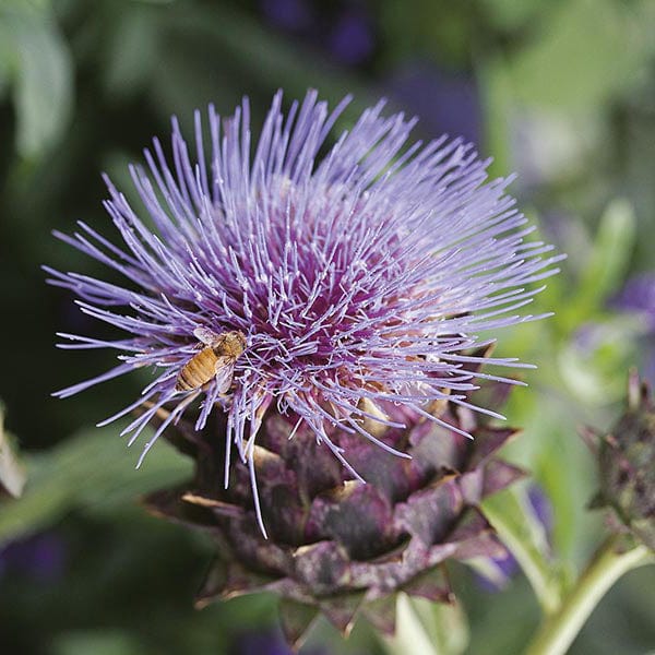 Cardoon Seeds