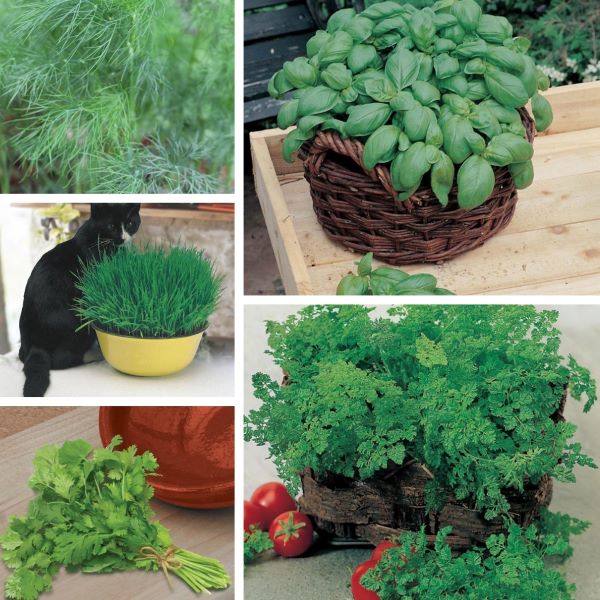 Collage of various green plants including basil, parsley, and dill.
