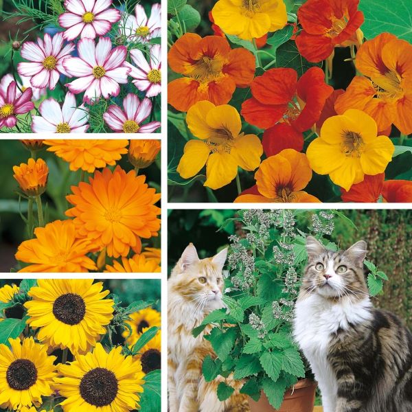 Collage of flowers and cats in a garden setting