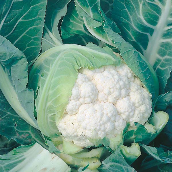 Cauliflower Long Season Cropping Seed Collection