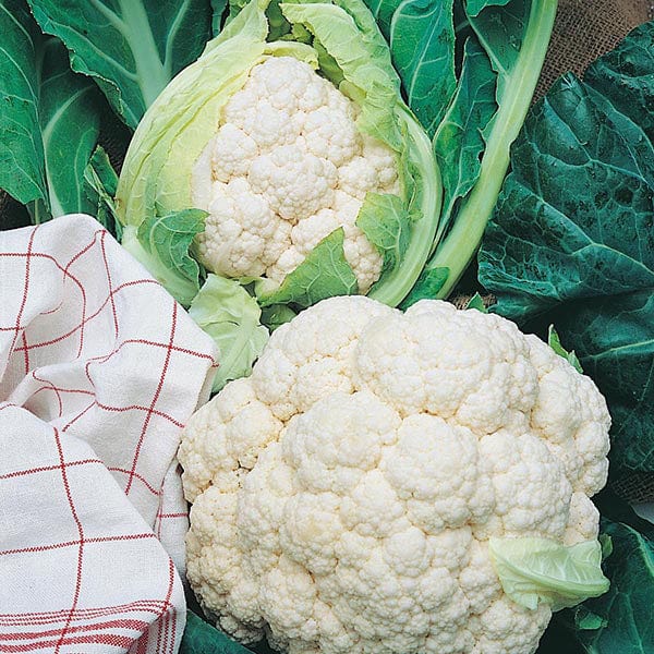 Cauliflower Long Season Cropping Seed Collection