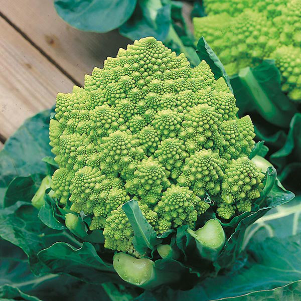 Cauliflower (Broccoli) Romanesco Natalino Seeds