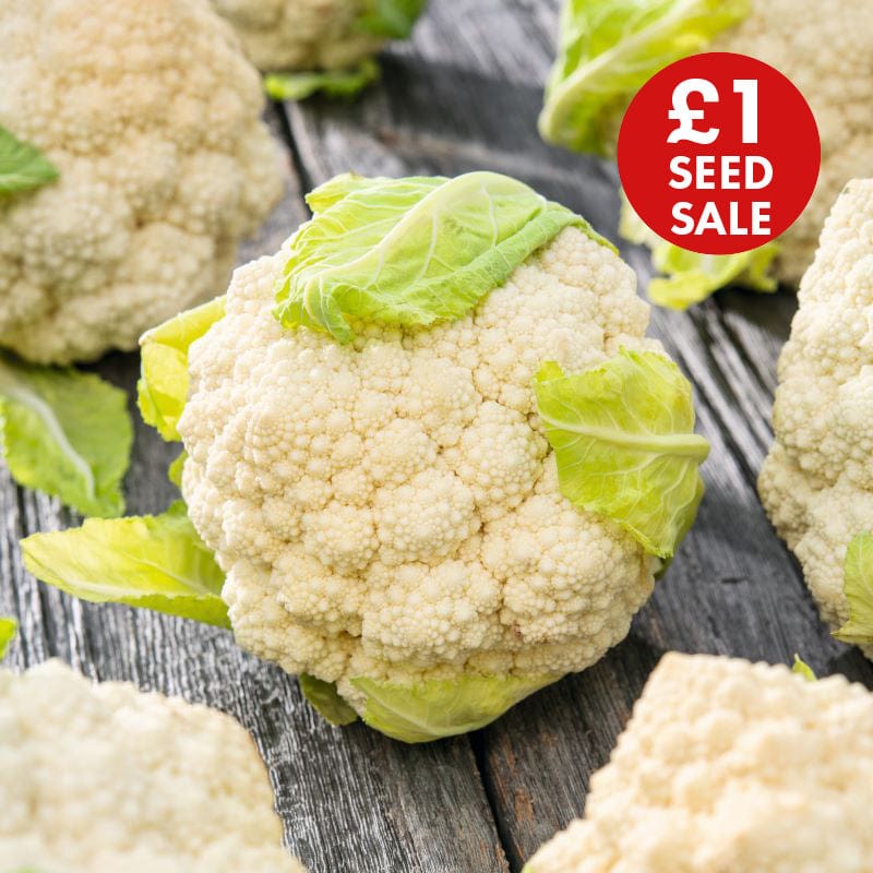 Cauliflower Tulio F1 Seeds