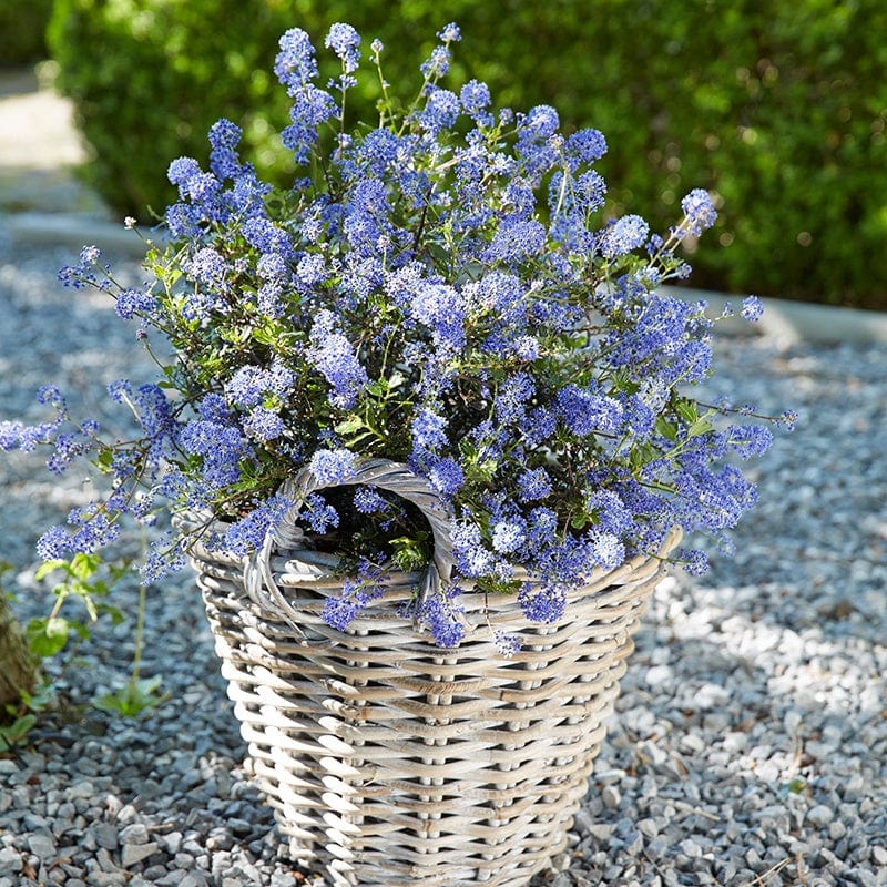 Ceanothus Blue Sapphire Shrub Plant