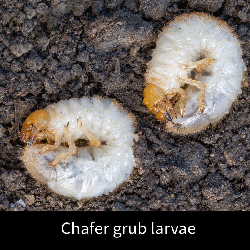 Chafer Grub Control Nematodes 100sq.m.