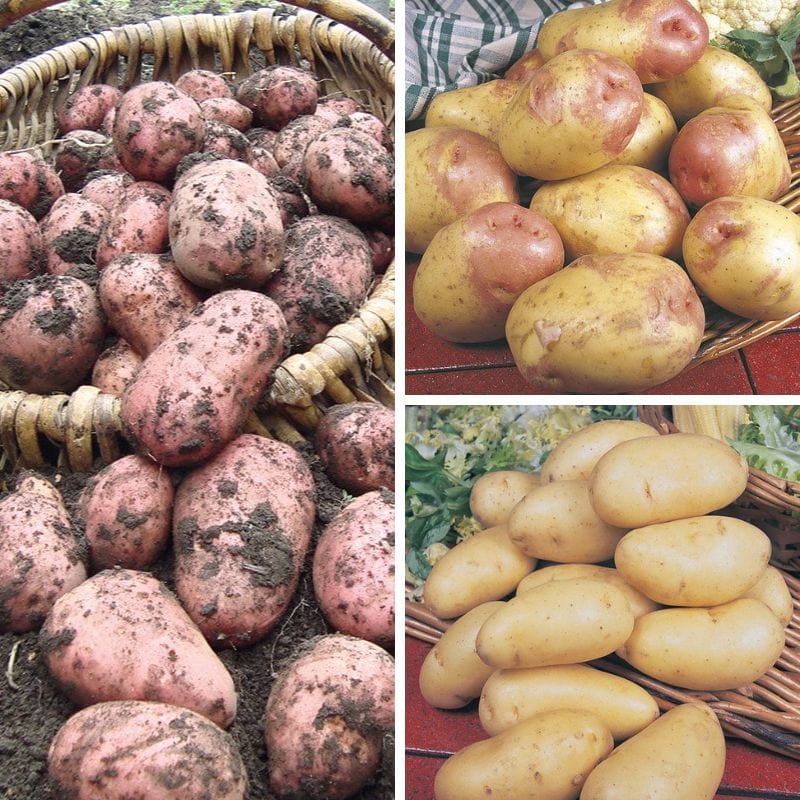 Chef's Culinary Potato Collection