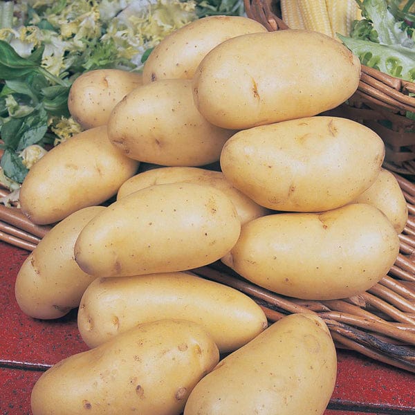 Chef's Culinary Potato Collection