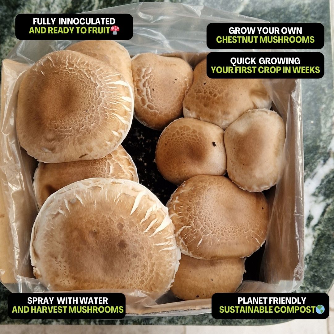 Chestnut Mushrooms Home Grow Kit