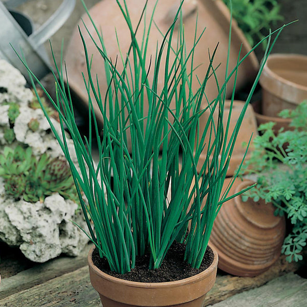 Potted plant with green grass-like leaves in a garden setting