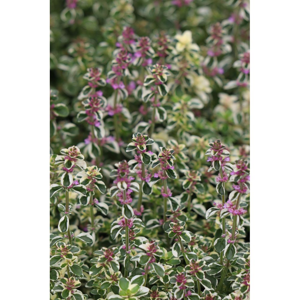 Christmas Herb Collection