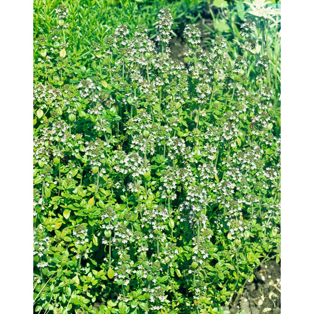 Christmas Herb Collection