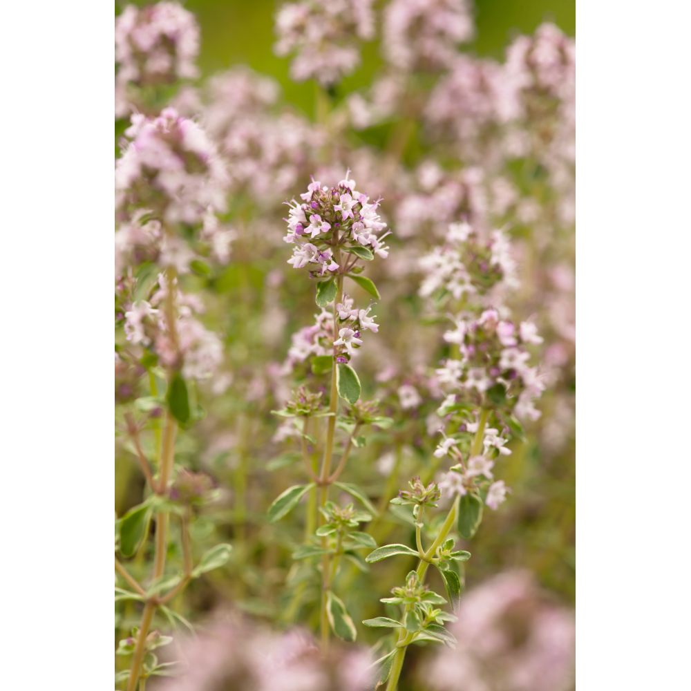 Christmas Herb Collection