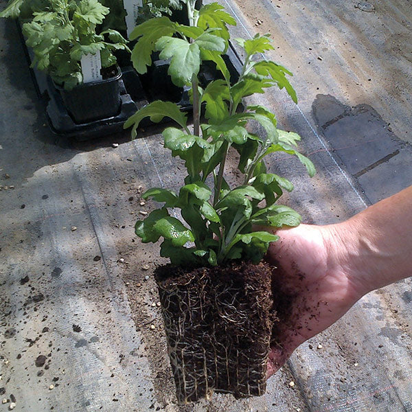 Chrysanthemum Ada Evans Plant