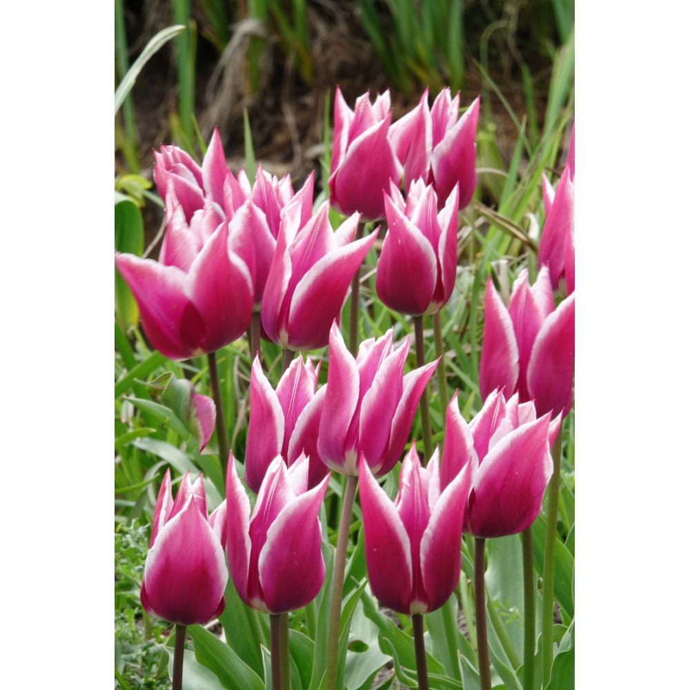Tulip Claudia Flower Bulbs