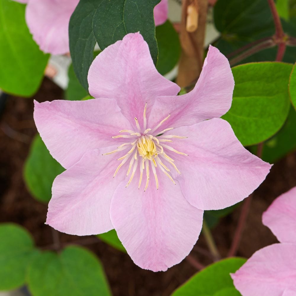 Clematis Boulevard Pompeii Plants