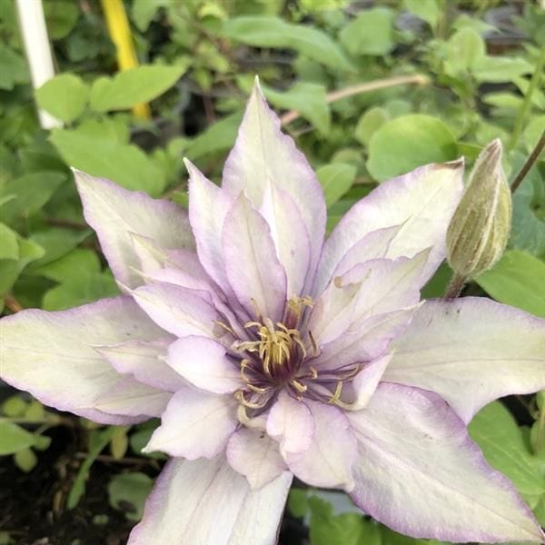 2 x 10cm Potted Plants clematis ville de lyon plants